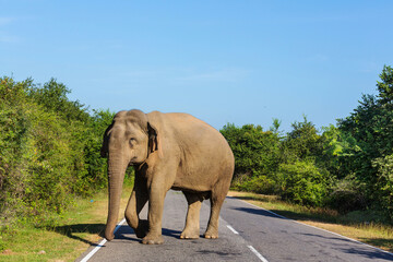 Naklejka na ściany i meble Elephant on road