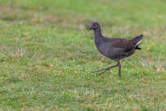 Close-up of a juvenile Dusky Moorhen (Gallinula tenebrosa) looking at the camera, while it has the right foot up in changing step,   in Centennial Park, Sydney, Australia. 