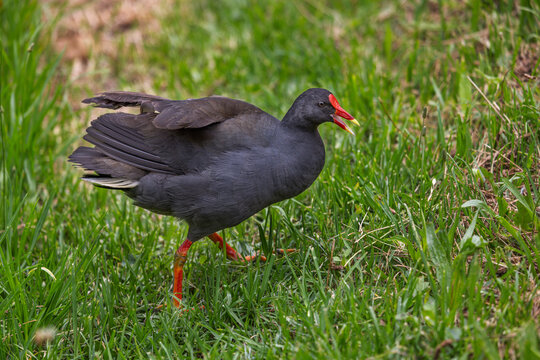Close-up of a Dusky Moorhen (Gallinula tenebrosa) giving a warning call, as it faces other birds nearby, while foraging in Centennial Park, Sydney, Australia.