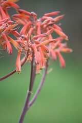Aloe plant flowering in spring 