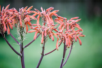 Aloe plant flowering in spring 