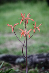 Aloe plant flowering in spring 