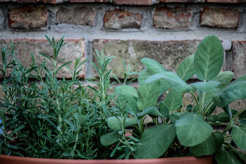 Rosemary and sage together in a pot 