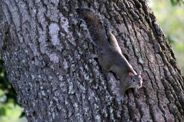 Tree squirrel looking at camera while trying to be camouflaged climbing on an oak tree