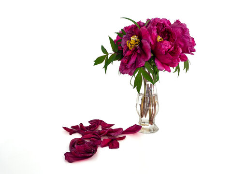 Bouquet de pivoines rouge foncé, en train de faner, dans un vase, sur fond blanc