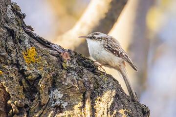 Small brown creeper looking for food on a maple tree on a spring evening