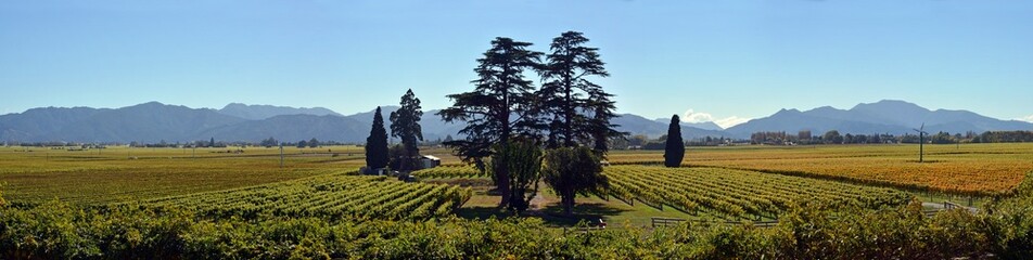 Blenheim, New Zealand - April 16, 2022; Wairau Plains Vineyards in Autumn Panorama.