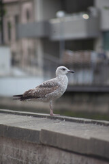 Gaivota pousando no muro