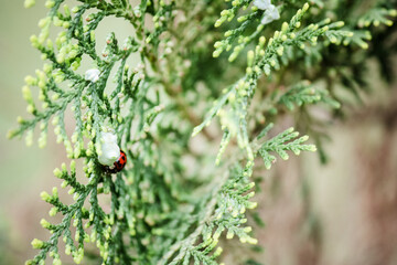 Ladybug hiding in the evergreen bush 