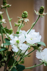 Flowering and producing blackberry plant in late spring / early summer 
