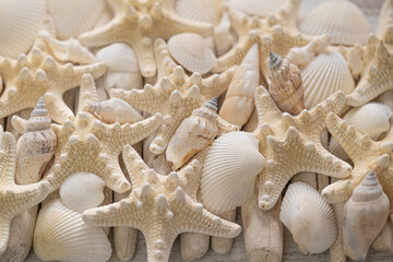  summer Wallpaper.white seashells and beige starfish texture.Background in a marine style in white...