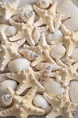 Marine Wallpaper.white seashells and beige starfish texture.Background in a marine style in white...