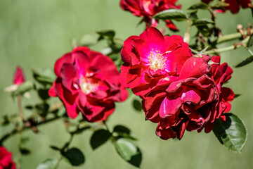 Dark burgundy rose in full bloom 