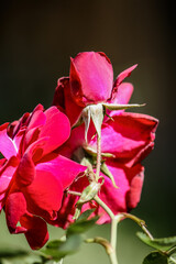 Dark burgundy rose in full bloom 