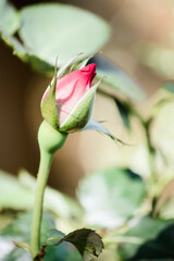 Circus rose blooming bud (pink and yellow) 