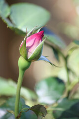 Circus rose blooming bud (pink and yellow) 