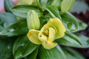 Obraz premium Yellow lilies blooming – very green leaves 