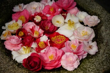 Tsukubai with camellia flowers of honenin Temple, Kyoto