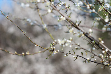 mirabelle white flowering twig closeup selective focus