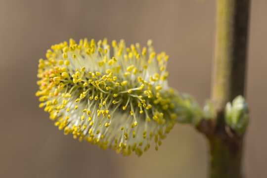 goat willow male catkins macro selective focus