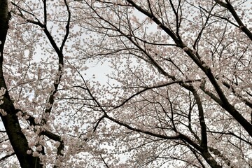 淡い桜の花の壁紙　背景　イメージ