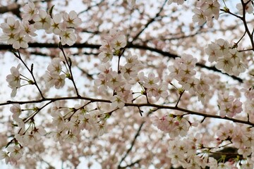 淡い桜の花の壁紙　背景　イメージ