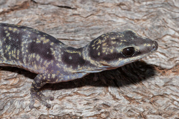 Marbled Velvet Gecko, (Oedura marmorata)