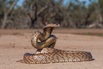 Strap-snouted Brown Snake