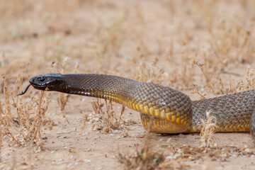 Inland Taipan ( Oxyuranus microlepidotus) in it's habitat,  South Western Queensland Australia