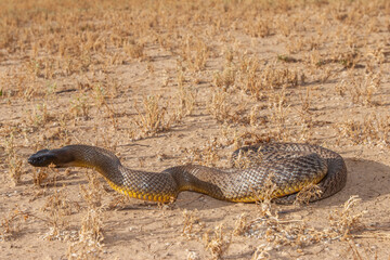Inland Taipan ( Oxyuranus microlepidotus) in it's habitat,  South Western Queensland Australia