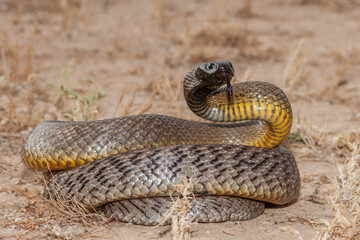 Inland Taipan ( Oxyuranus microlepidotus) in it's habitat,  South Western Queensland Australia