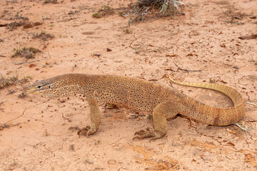 Australian Yellow-spotted Monitor (Varanus panoptes) photographed in Western Queensland Habitat