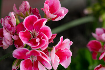 close up of pink flowers, macro photography