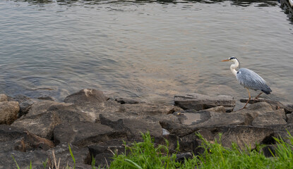 a white-naped crane in search of fish