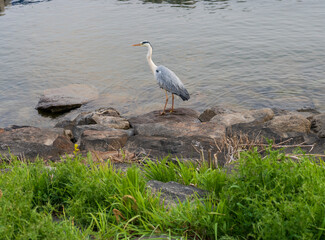 a white-naped crane in search of fish