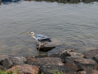 a white-naped crane in search of fish