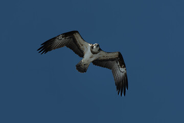 北海道の4月、ミサゴの飛翔。
