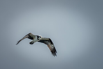 北海道の4月、ミサゴの飛翔。

