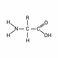 the general structure of an amino acid