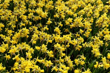 Yellow daffodils growing in a park, for background