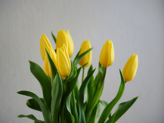 Yellow tulip flowers in a vase.