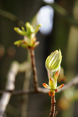 Young leaves on a chestnut twig.