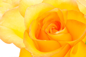 Yellow Rose