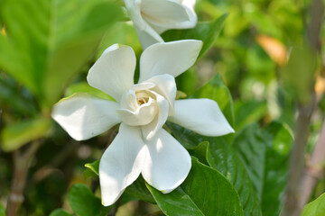 クチナシの花