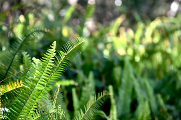 fern leaf in the forest