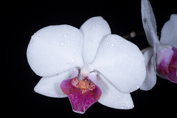 Closeup orchid on black background. Orchids blossom close up, Phalaenopsis