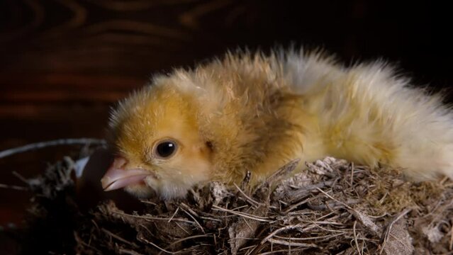 Hatched newborn yellow chick in nest calling its mother hen. Baby little chicken isolated on dark background. Concept of traditional bird, spring. Symbol of new life, poultry 