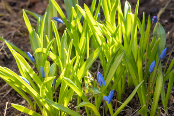 Fresh green foliage with blue buds of spring bulbous perennial primrose Scylla in the countryside.