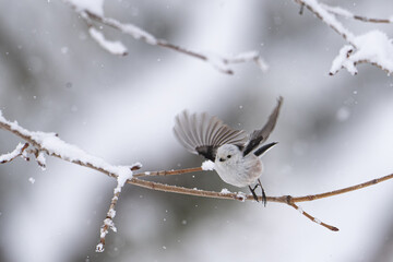 北海道の3月、なごり雪とシマエナガ。
