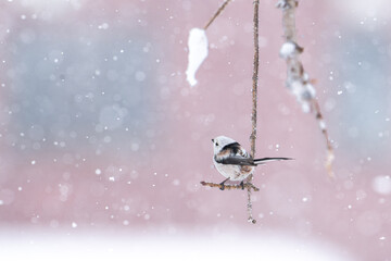 北海道の3月、なごり雪とシマエナガ。
